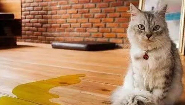 Follow us to learn how to clean cat's urine on the floor