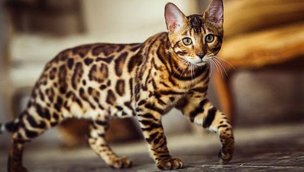 This is the most expensive cat breed