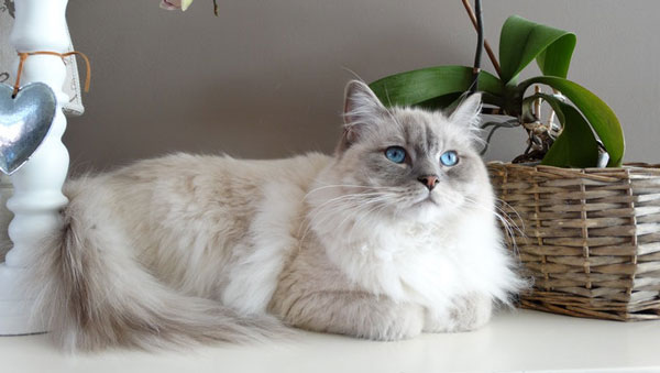 World famous cats guide - Persian cat