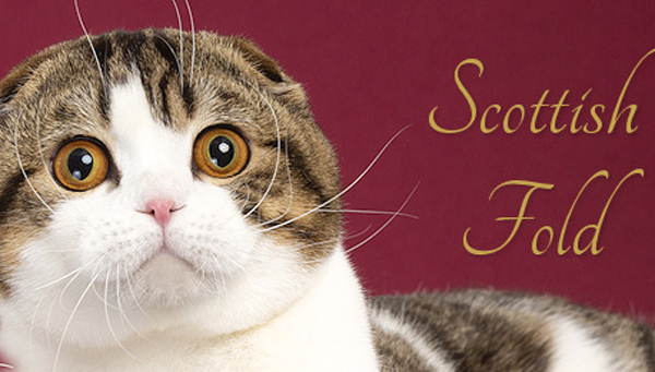 World famous cats guide - Scottish Fold cat