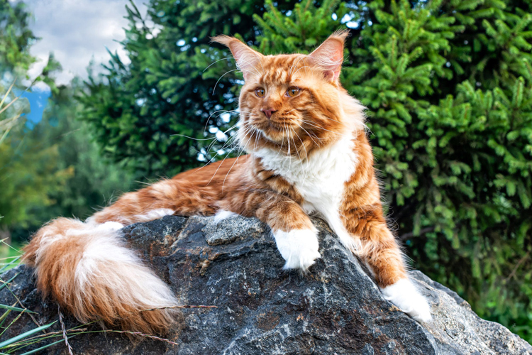 World famous cats guide Maine Coon cat Buy Maine Coon cat, Maine