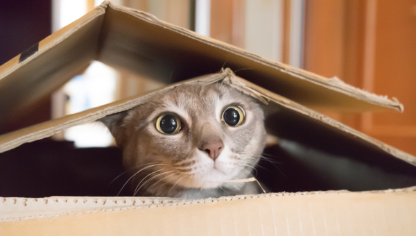Why cats like to stay in the box？