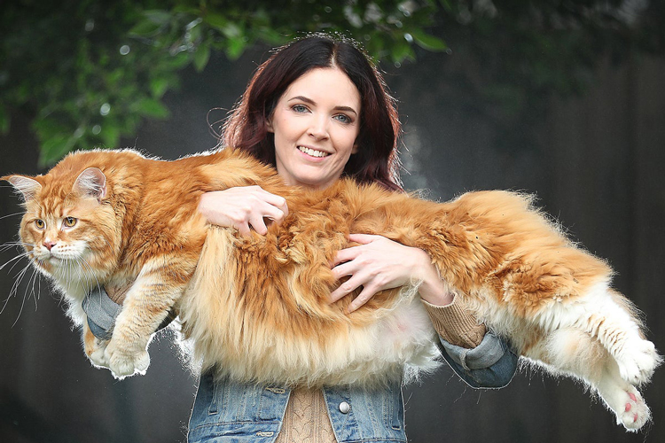 World famous cats guide Maine Coon cat