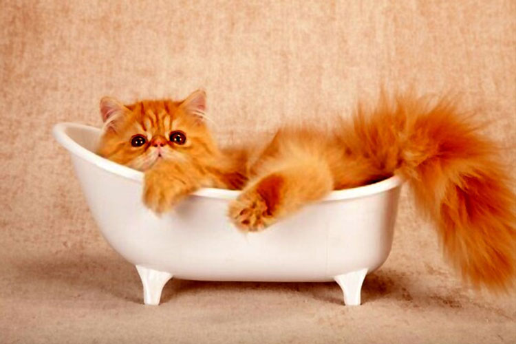 Do you know how to bathe your cat? Buy cat, bathe, cat clean, cat