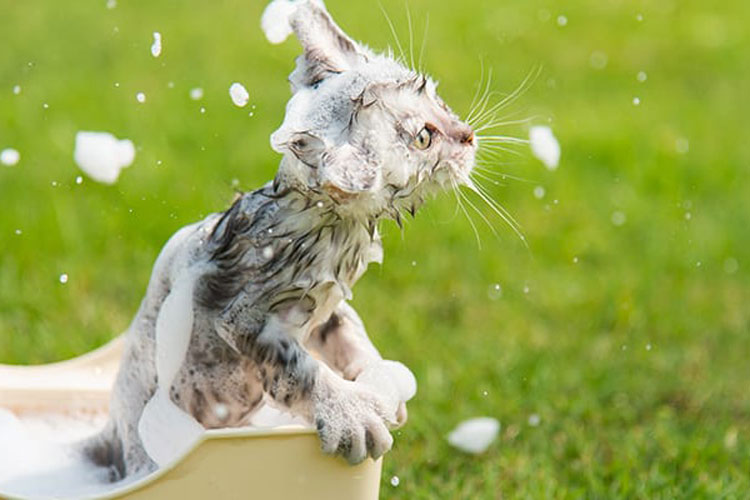 Do you know how to bathe your cat?