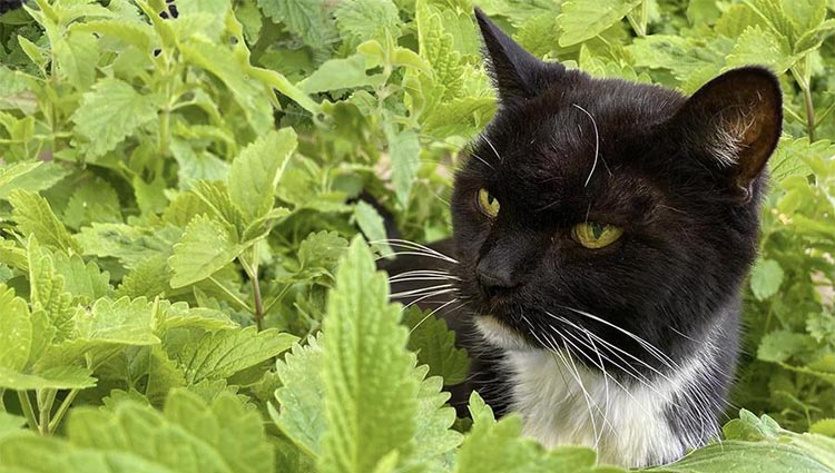 Why your cat likes catnip so much？