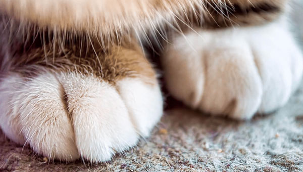 Does your cat knead with its paws?