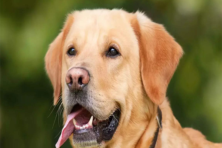 The rank of pet homelessness index