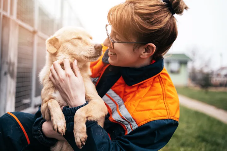 The rank of pet homelessness index