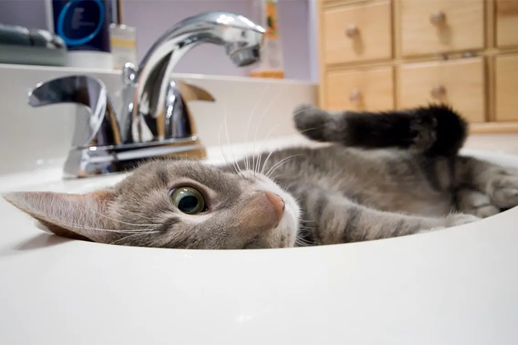 Why your cat follows you everywhere