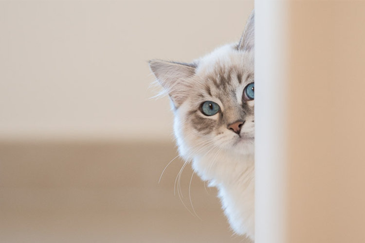 Why your cat follows you everywhere