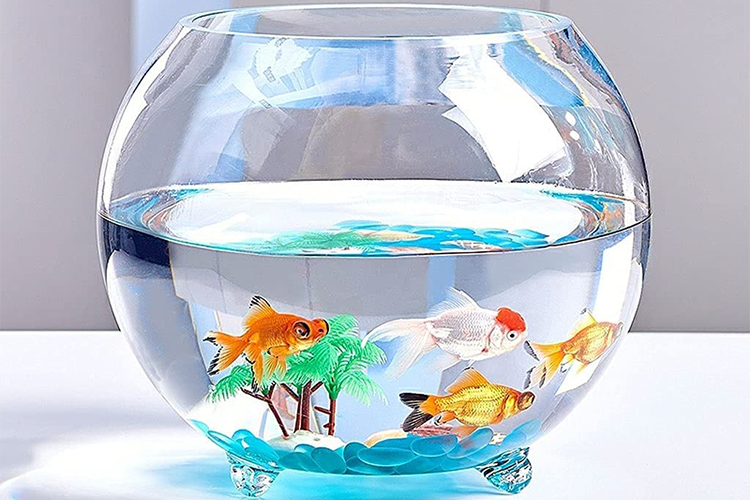 Round fish bowls are killing the fish