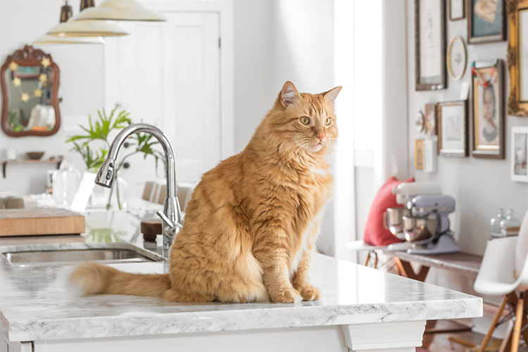 Tips for keeping cats off counters
