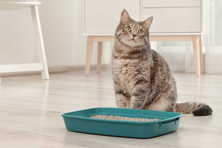 cat litter