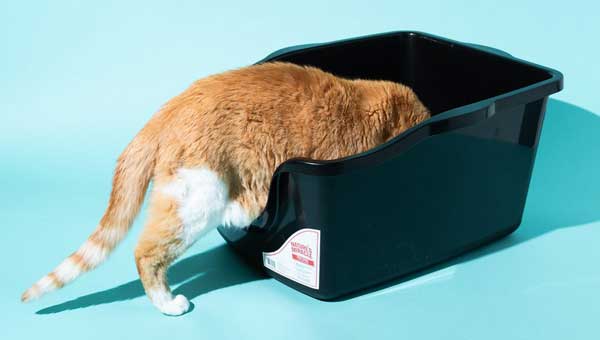 Common mistakes in the use of cat litter boxes, are you still doing this？
