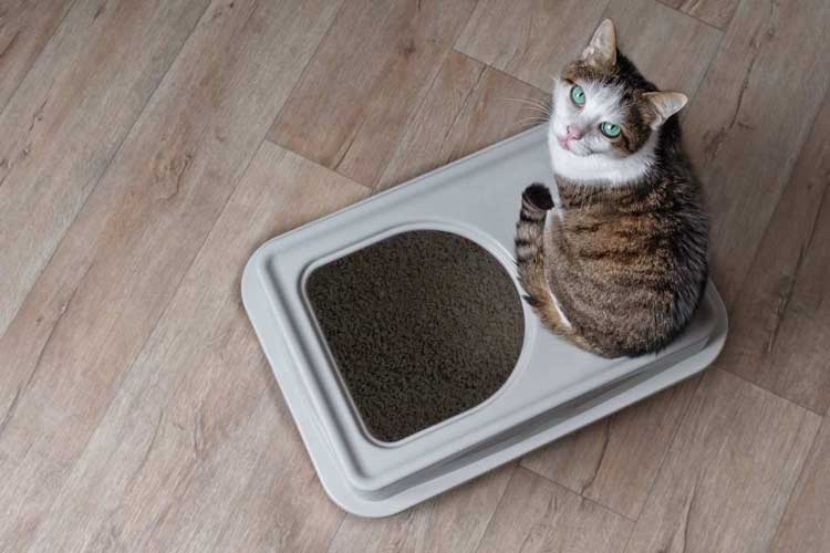 tofu cat litter