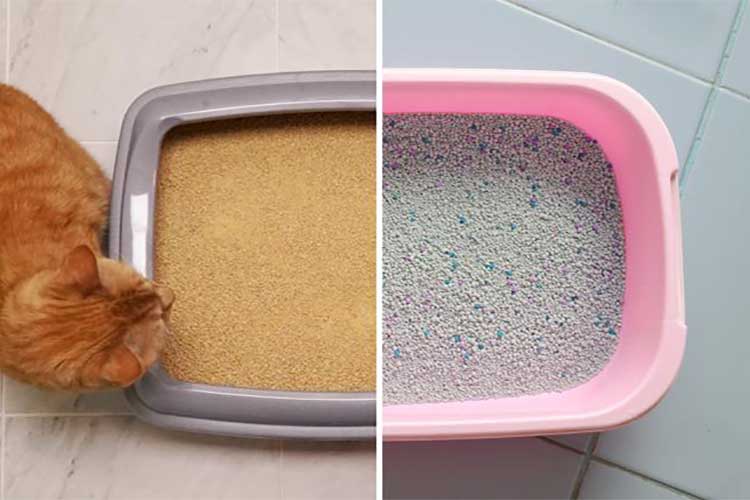 bentonite and tofu cat litter