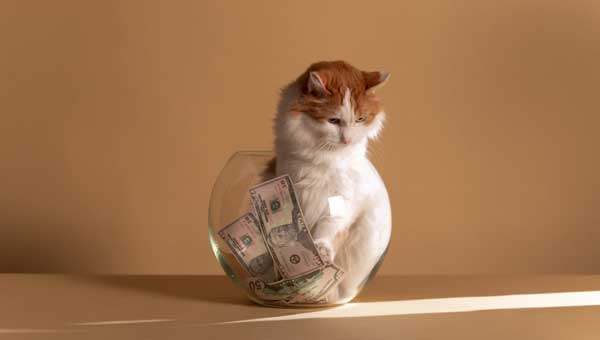 How expensive can a cat be?