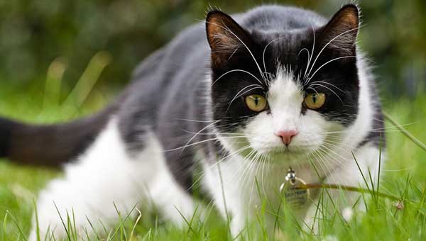 Why Doesn't Your Cat Catch Mice?