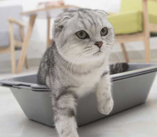 sifting cat litter box with cat