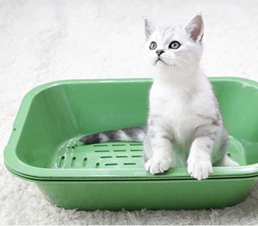 sifting cat litter box green
