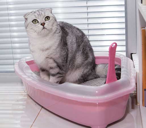 triangular corner cat litter pan with a cat