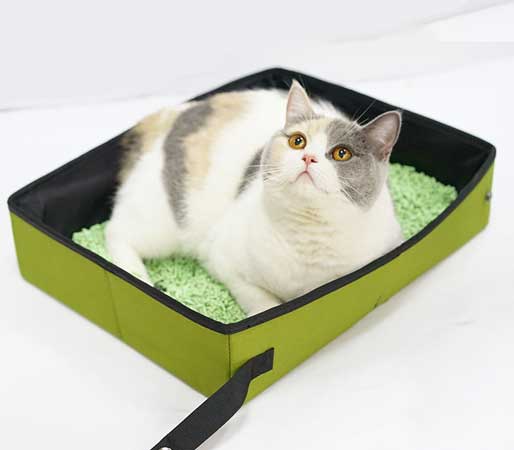 portable cat litter box with a cat