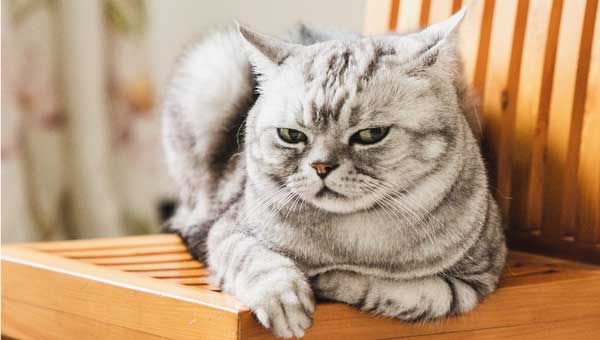 Cats Will Get Angry? And How To Soothe An Angry Cat?