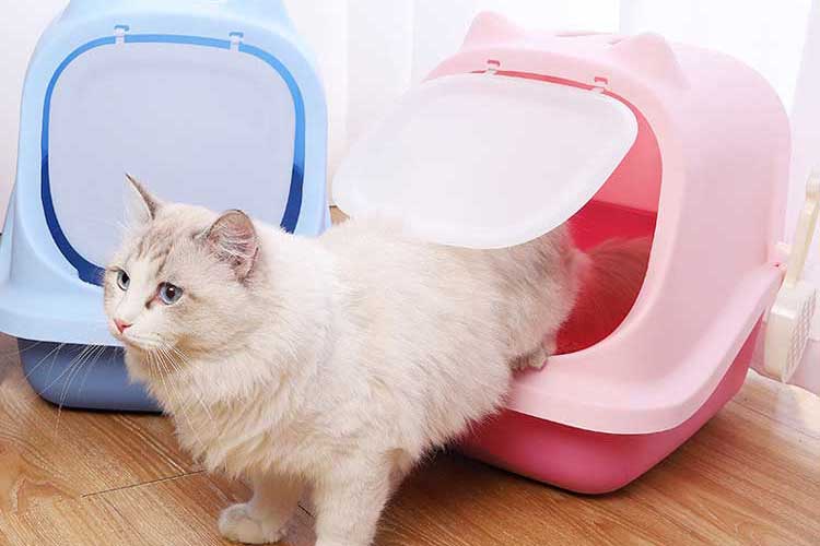 cat litter box