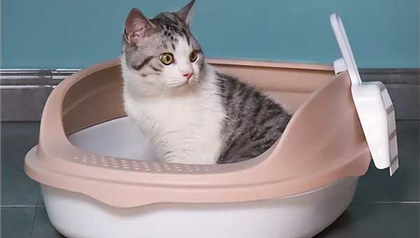 How to Choose A Suitable Cat Litter Box and Correctly Use It?