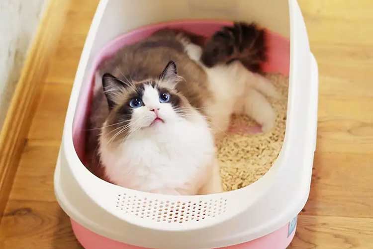 cat litter toilet