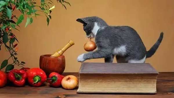 What Foods Are Harmful or Even Deadly to Cats