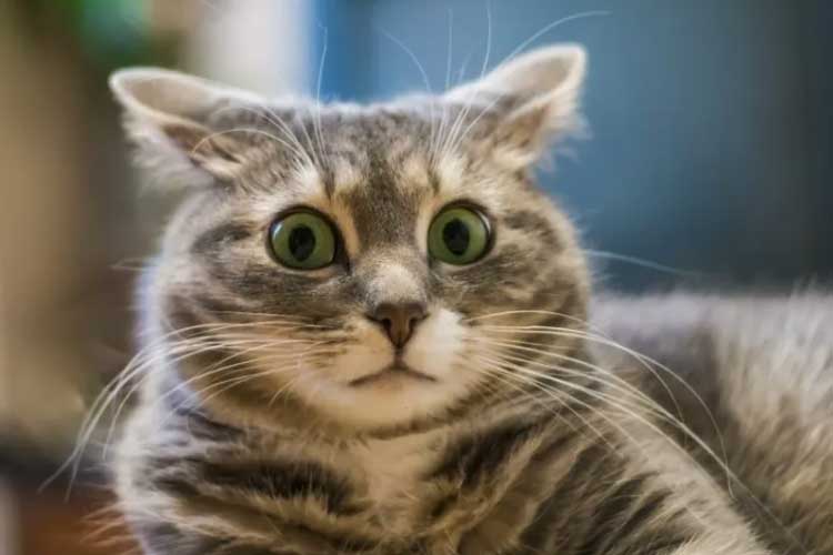 cat litter box