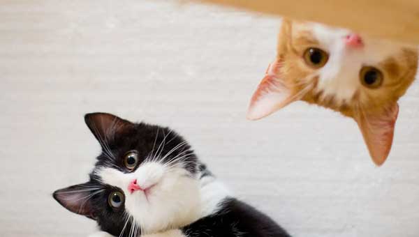 These Three Places of Cats Are Indicators of Their Mood