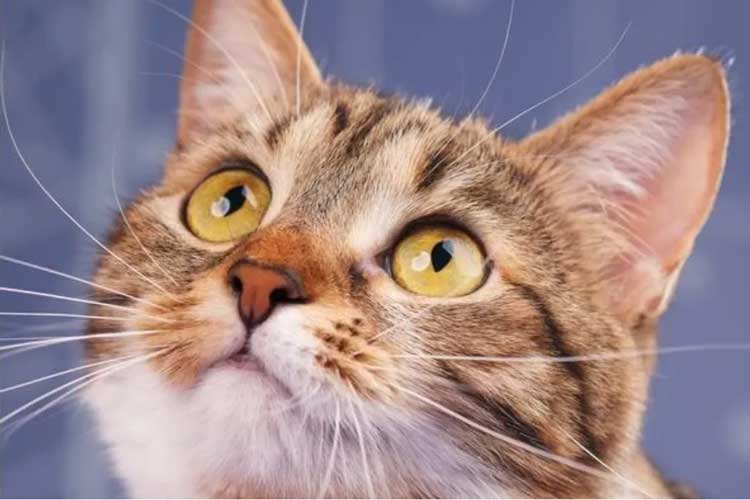 tofu cat litter