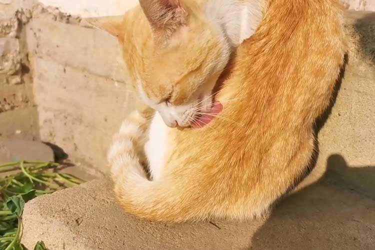 clumping cat litter