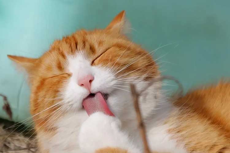 bentonite cat litter