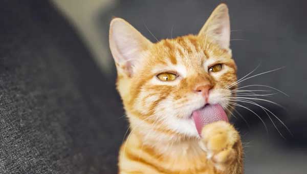 Cats Licking Themselves May Ne A Sign of Stress and Illness