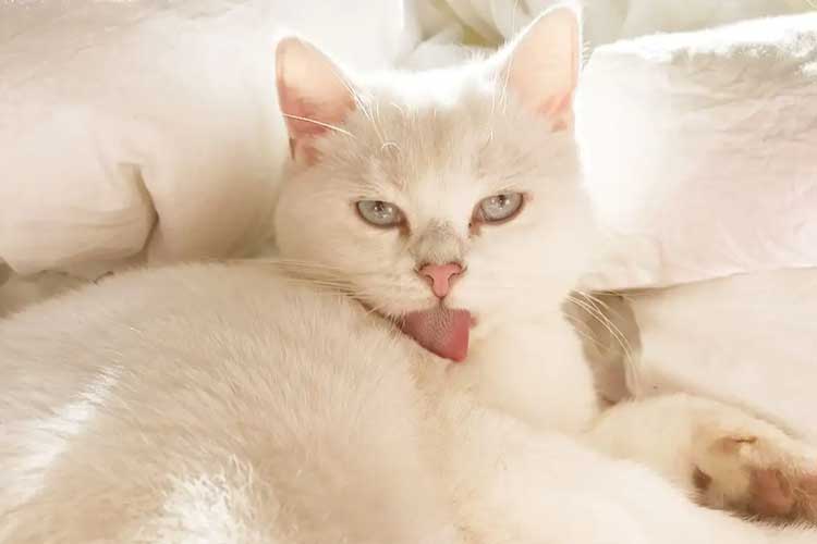 tofu cat litter