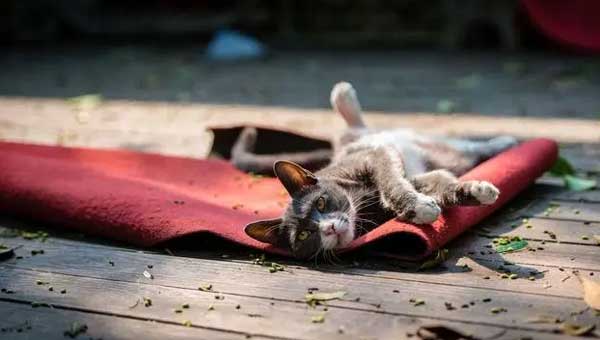 The Benefits and Precautions of Sunbathing for Cats
