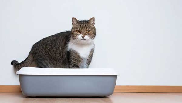 The Inappropriate Location of The Cat Litter Box Makes Your House Smell Bad