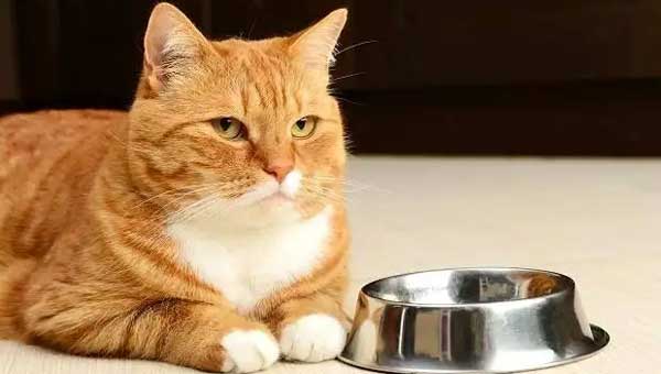 Do You Need To Change Cat Food Regularly？