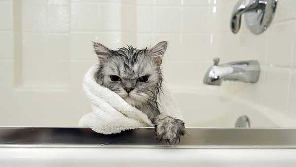 Why Cats Are Afraid Of Water And How To Bathe Them？
