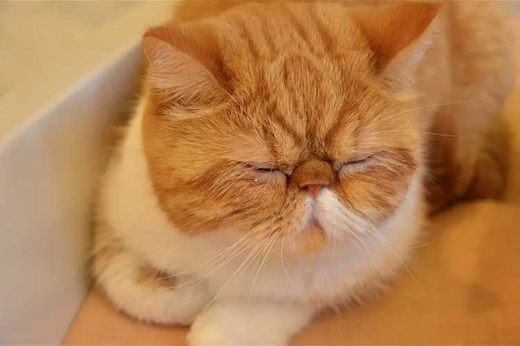 cat litter sand
