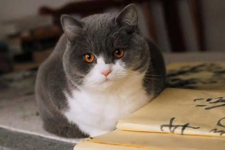 bentonite cat litter