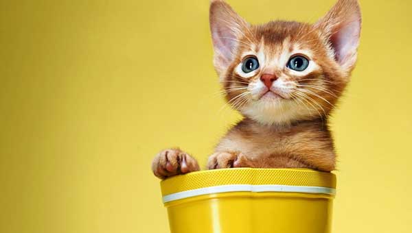 Why Do Cats So Love To Clean Themselves?