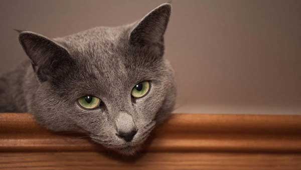 Are Cats Smart Animals?