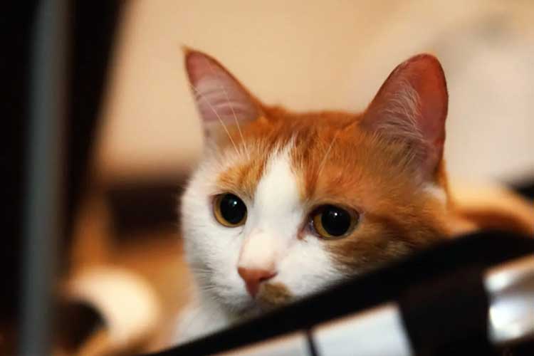 cat litter