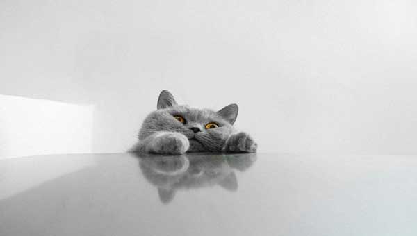 Why Do Cats Like To Push Things To The Ground?