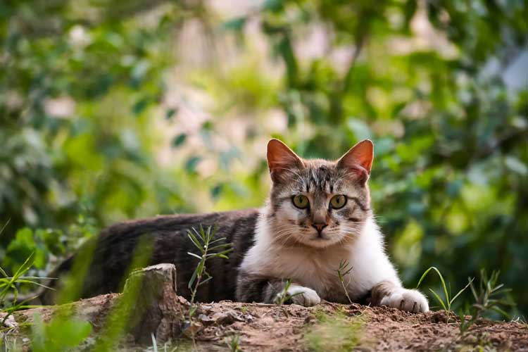 bentonite cat litter